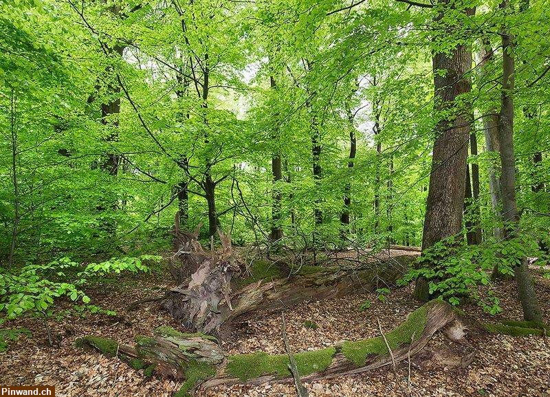 Bild 1: Waldparzelle Region Hallwilersee gesucht