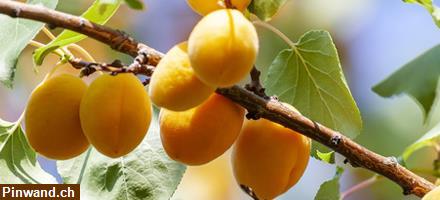 Bild 4: BIOKOSMA Aufbauende Körpercreme Aprikose Honig Bio 200 ml, NEU