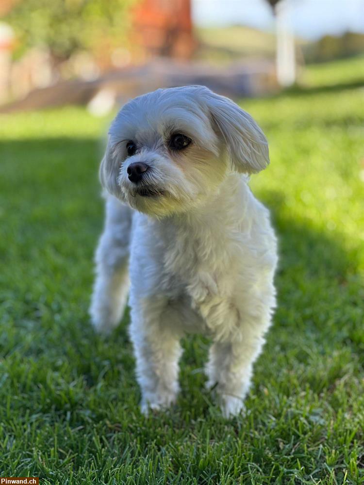 Bild 1: Liebevollen Tagesplatz für Malteserhund gesucht