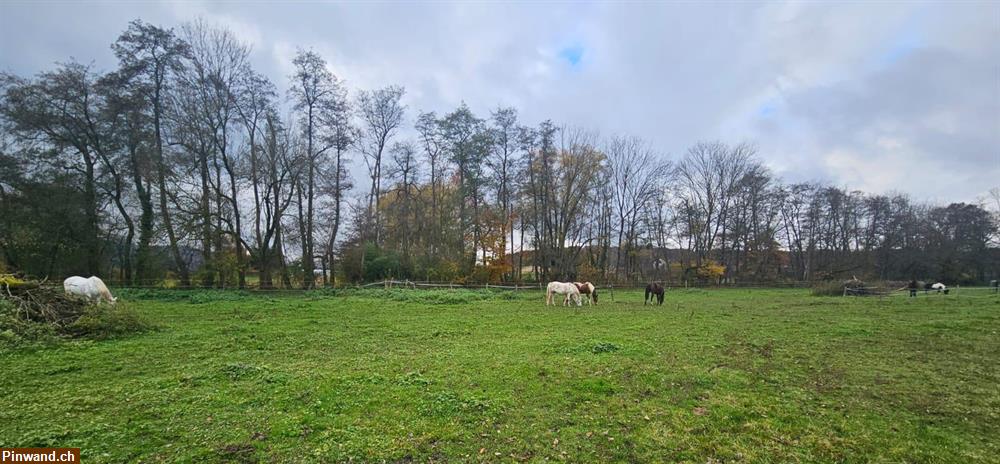 Bild 1: Offenstall im Elsass zu vermieten