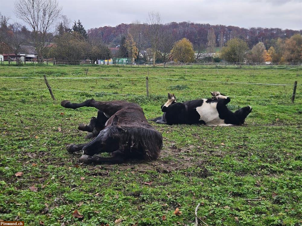 Bild 2: Offenstall im Elsass zu vermieten