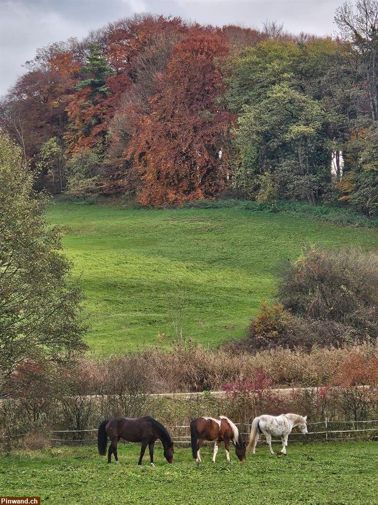 Bild 3: Offenstall im Elsass zu vermieten