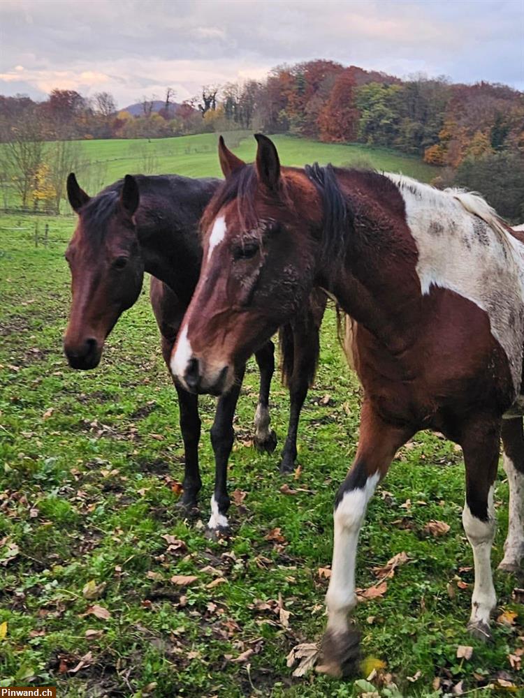 Bild 4: Offenstall im Elsass zu vermieten