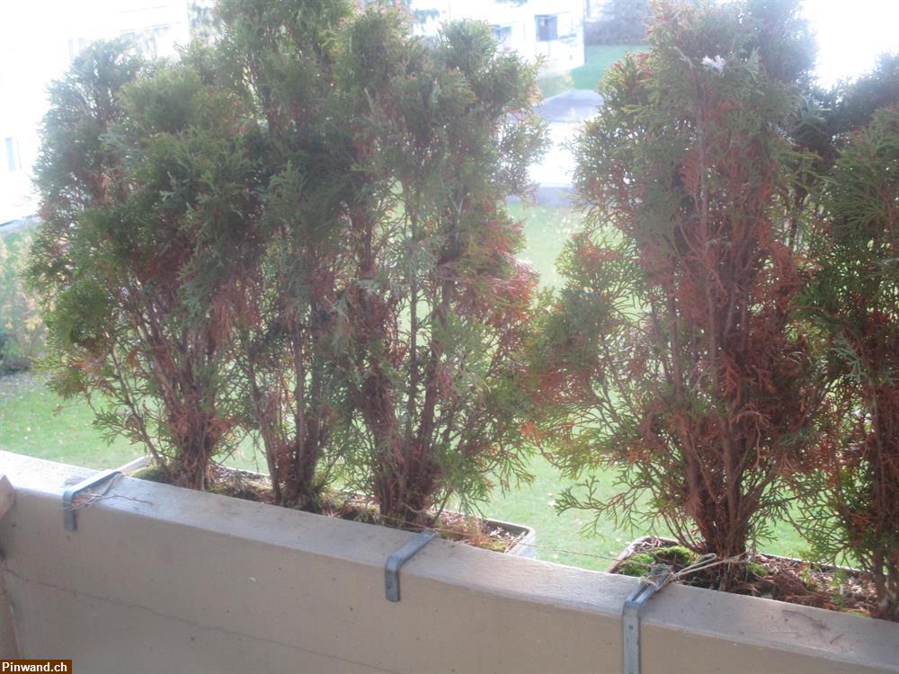 Bild 1: 12 Thuja Pflanzen zu verkaufen