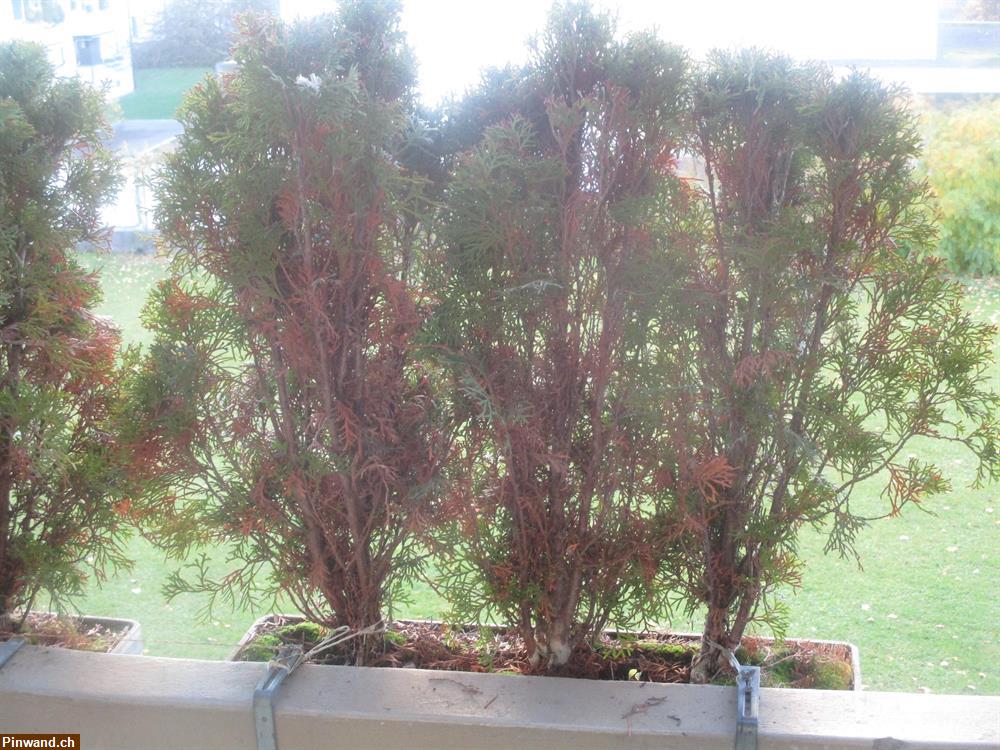 Bild 2: 12 Thuja Pflanzen zu verkaufen