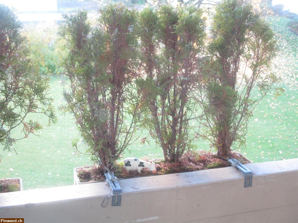 Bild 3: 12 Thuja Pflanzen zu verkaufen