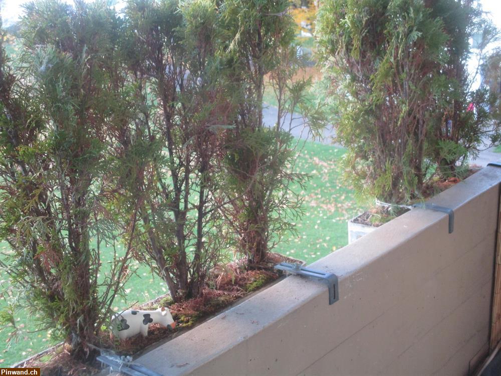 Bild 4: 12 Thuja Pflanzen zu verkaufen