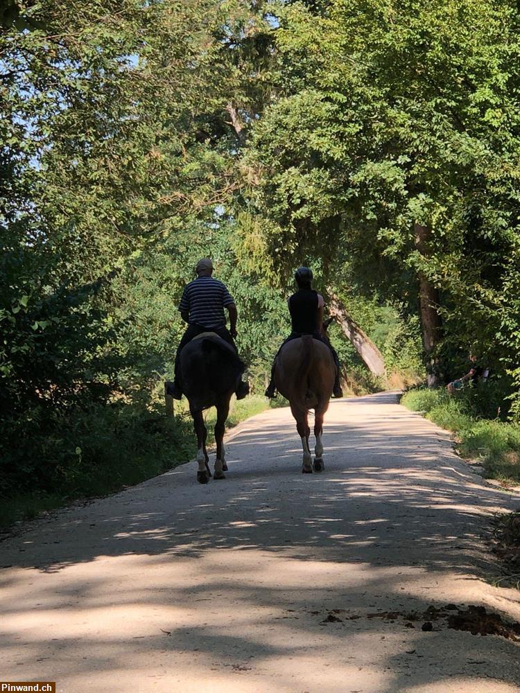 Bild 1: Pferdeboxe im Freien für Kleinpferd zu vermieten