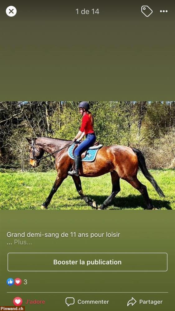 Bild 2: Pferdeboxe im Freien für Kleinpferd zu vermieten