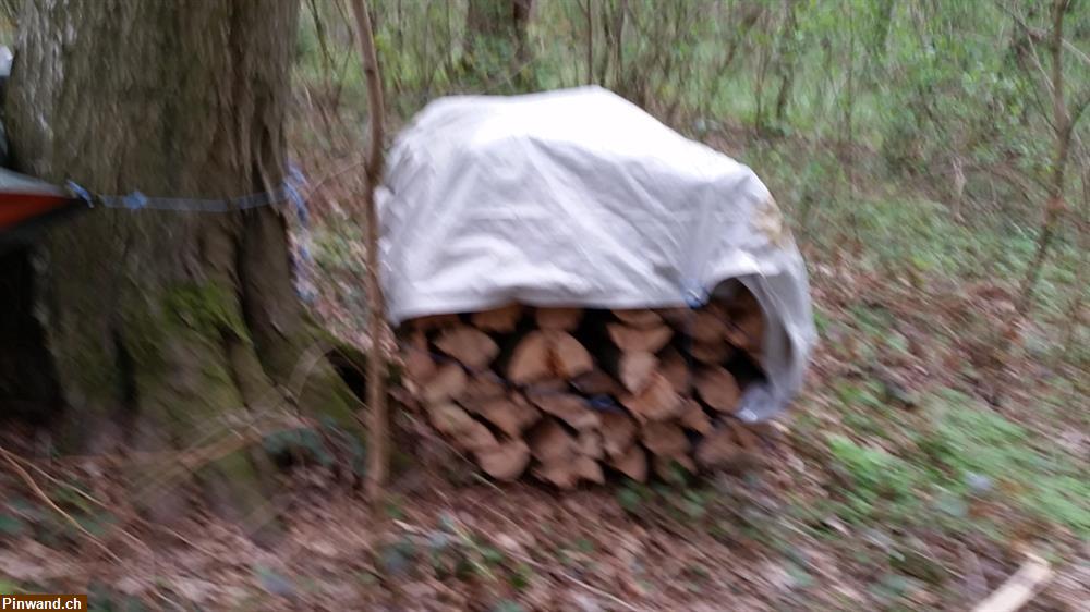 Bild 3: Chemineholz frisch, nicht gelagert, zu verkaufen