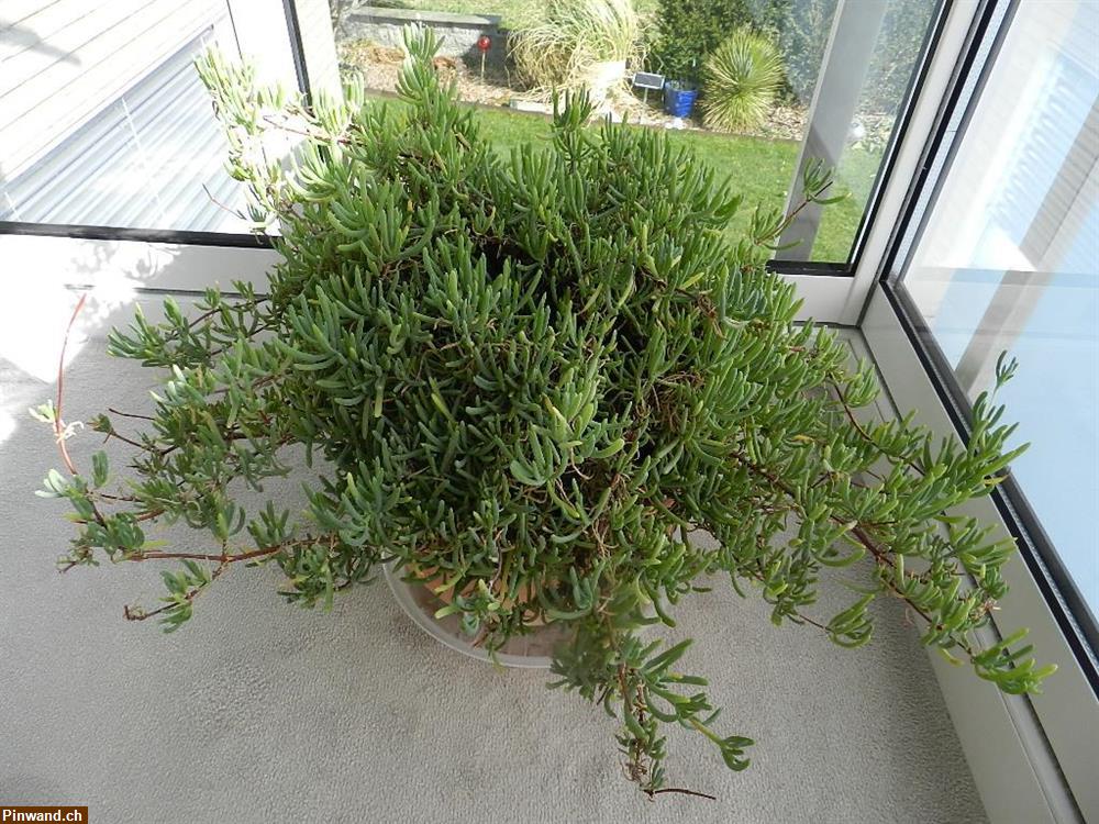 Bild 1: Delosperma Mittagsblume blühend im Topf zu verkaufen