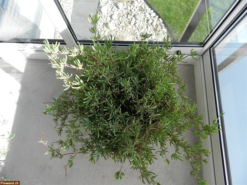 Bild 3: Delosperma Mittagsblume blühend im Topf zu verkaufen