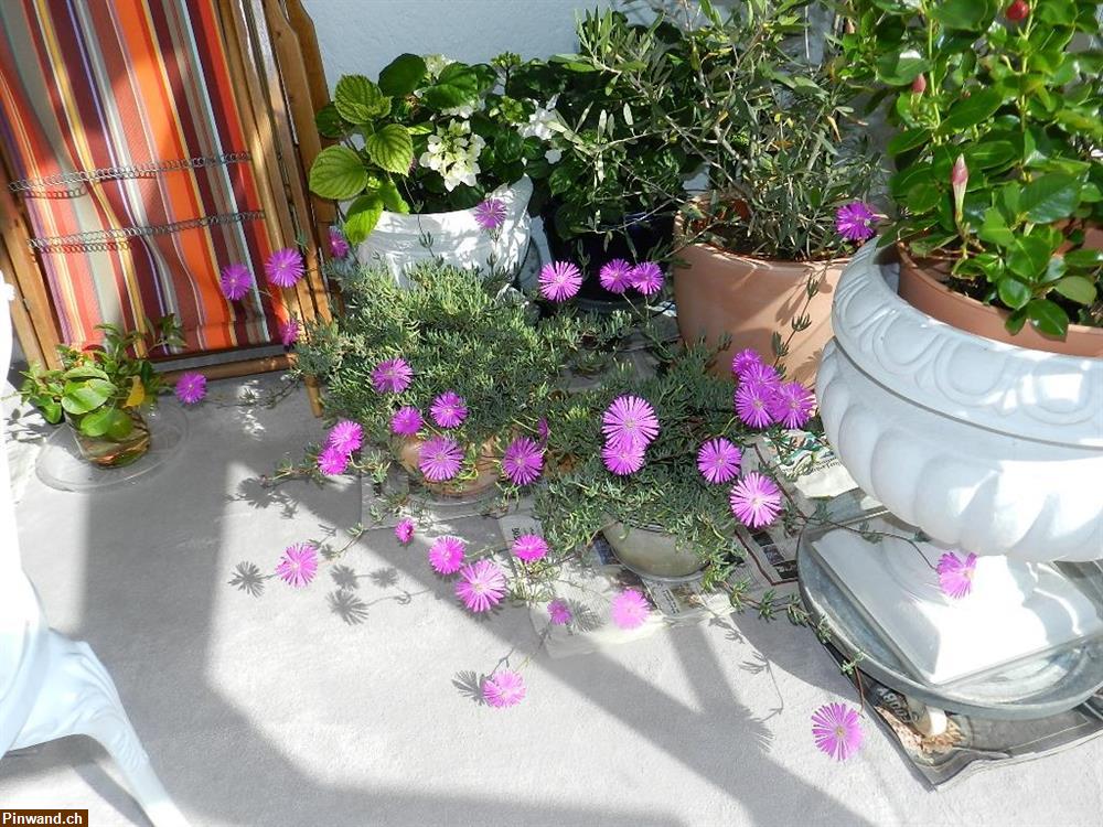 Bild 4: Delosperma Mittagsblume blühend im Topf zu verkaufen