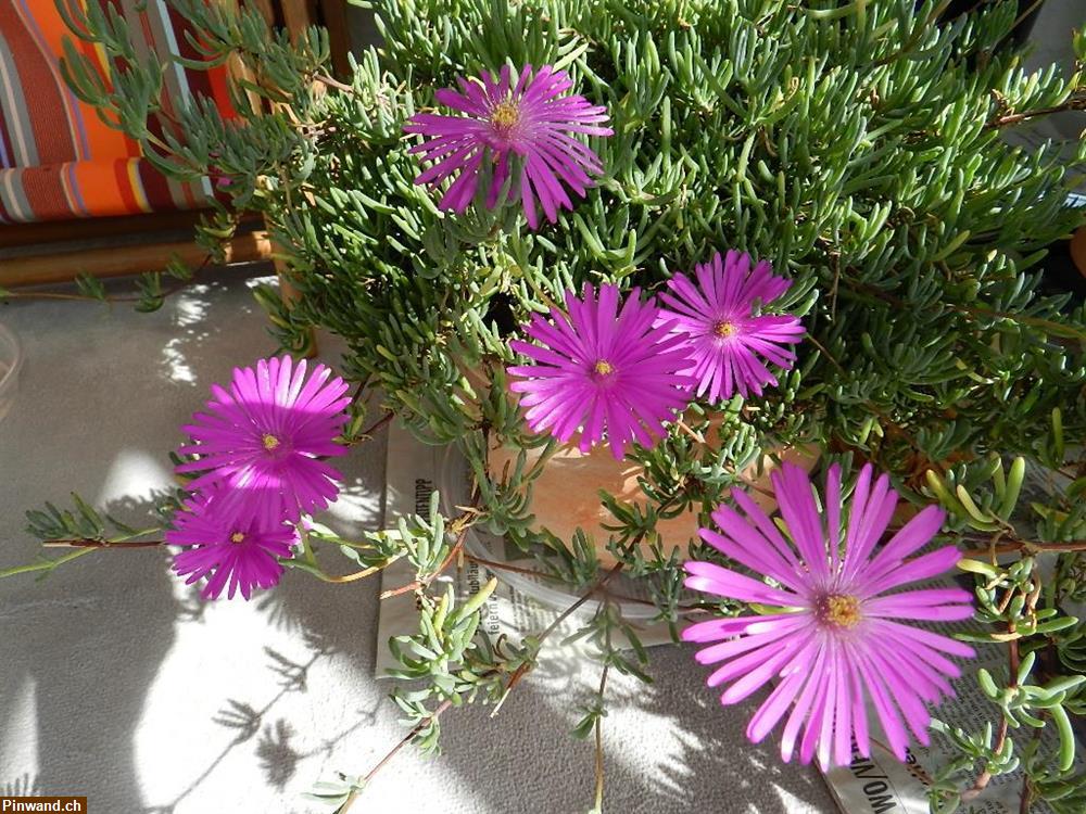 Bild 5: Delosperma Mittagsblume blühend im Topf zu verkaufen