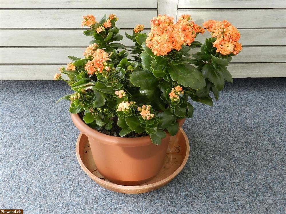 Bild 1: Kalanchoe blossfeldiana Flammendes Käthchen
