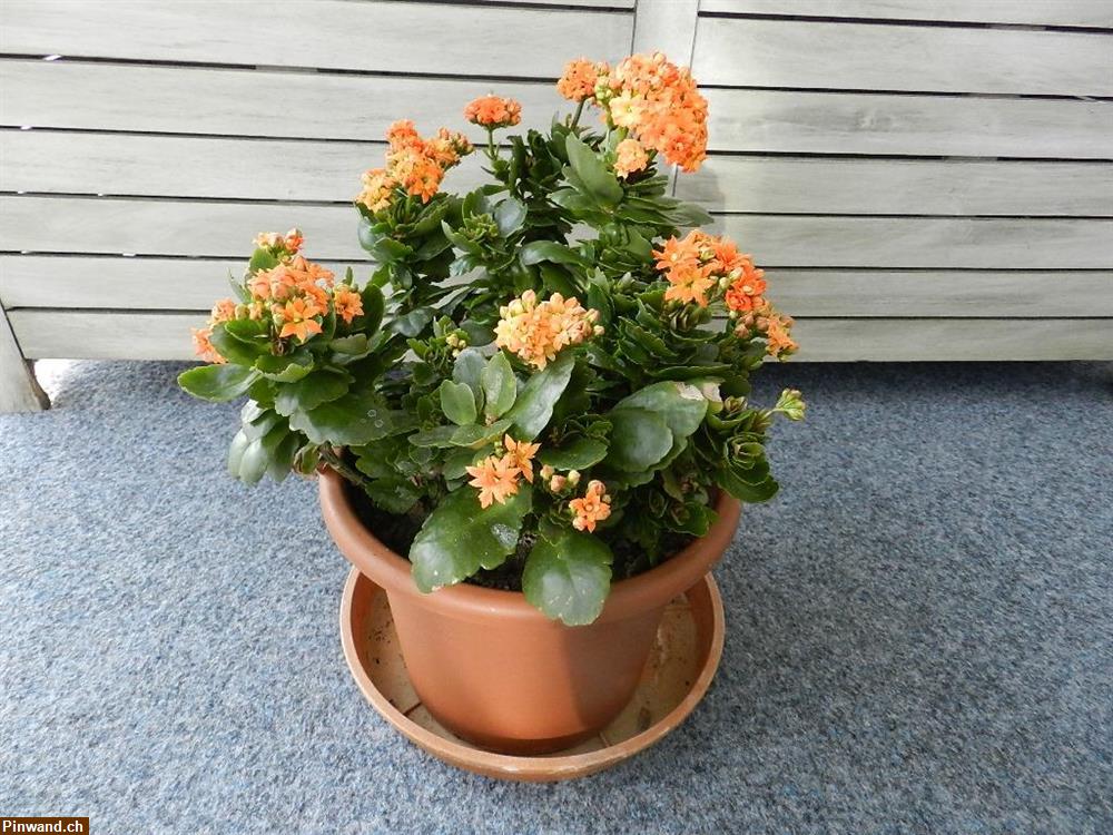 Bild 2: Kalanchoe blossfeldiana Flammendes Käthchen