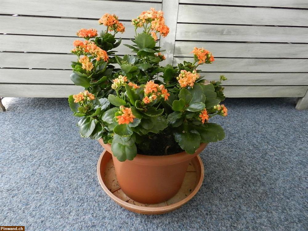 Bild 3: Kalanchoe blossfeldiana Flammendes Käthchen
