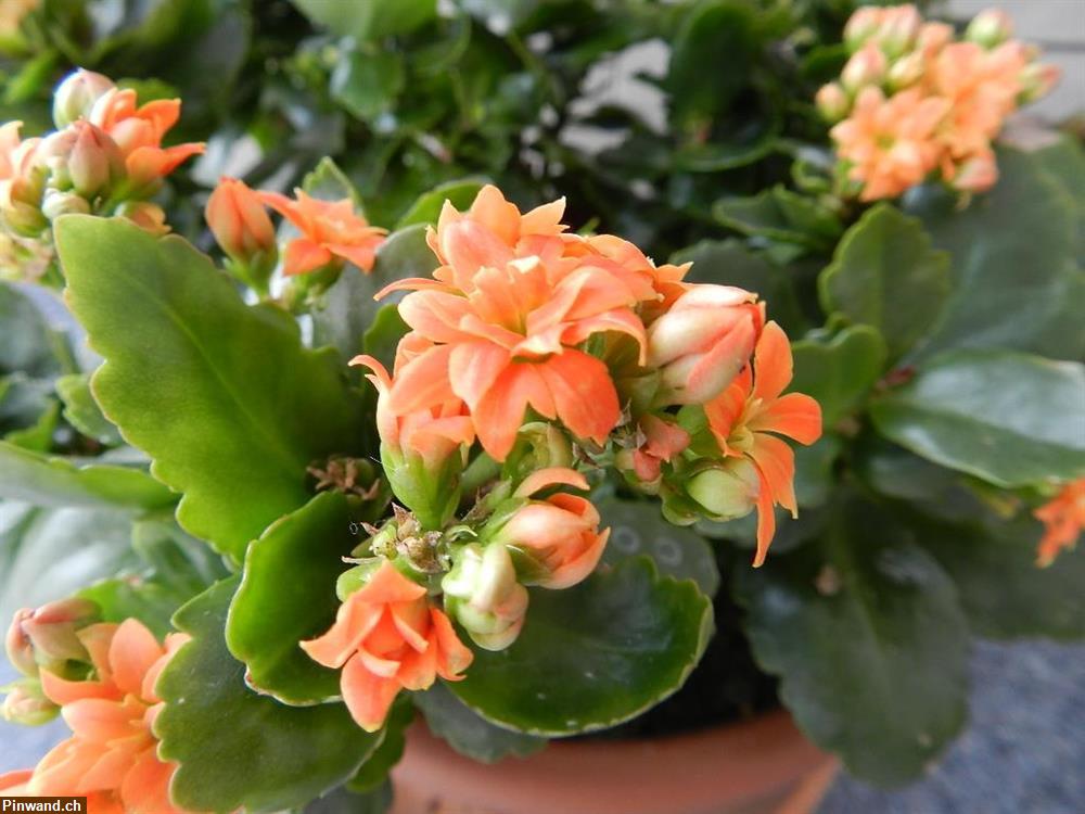 Bild 4: Kalanchoe blossfeldiana Flammendes Käthchen