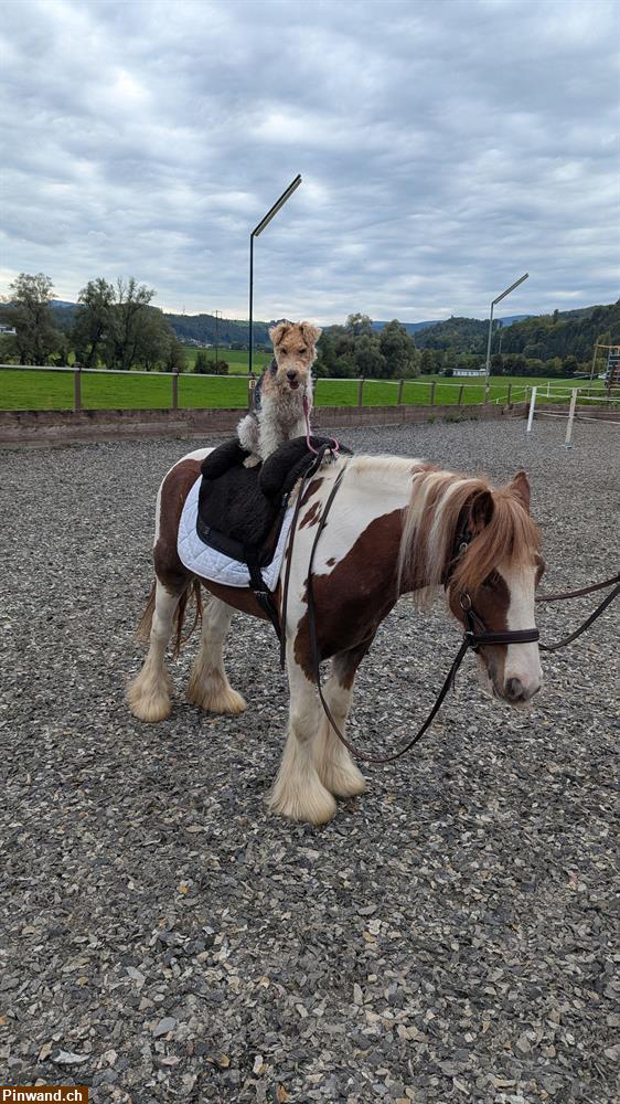 Bild 1: Reitunterricht für Kinder in BL
