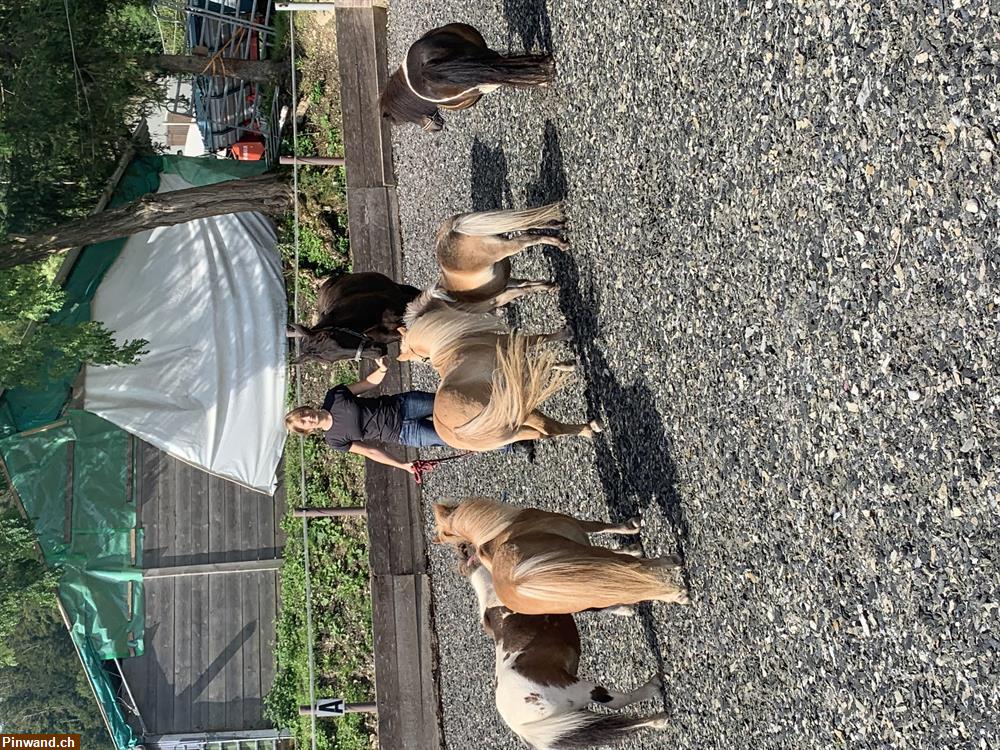 Bild 2: Reitunterricht für Kinder in BL