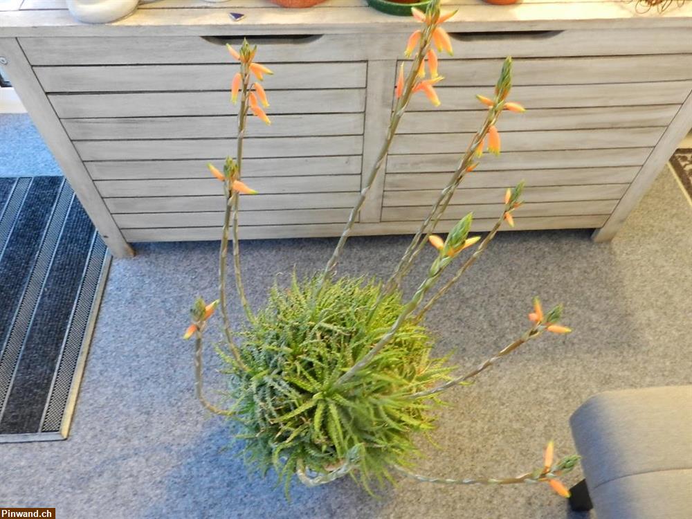 Bild 1: Aloe Vera Echte Aloe im Topf blühend zu verkaufen