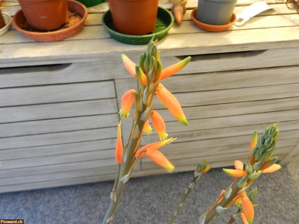 Bild 2: Aloe Vera Echte Aloe im Topf blühend zu verkaufen