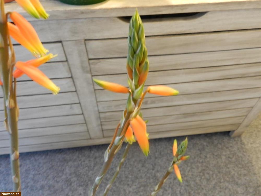 Bild 3: Aloe Vera Echte Aloe im Topf blühend zu verkaufen