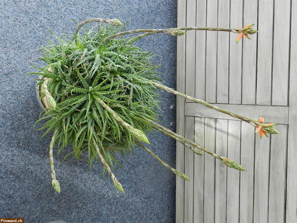 Bild 4: Aloe Vera Echte Aloe im Topf blühend zu verkaufen