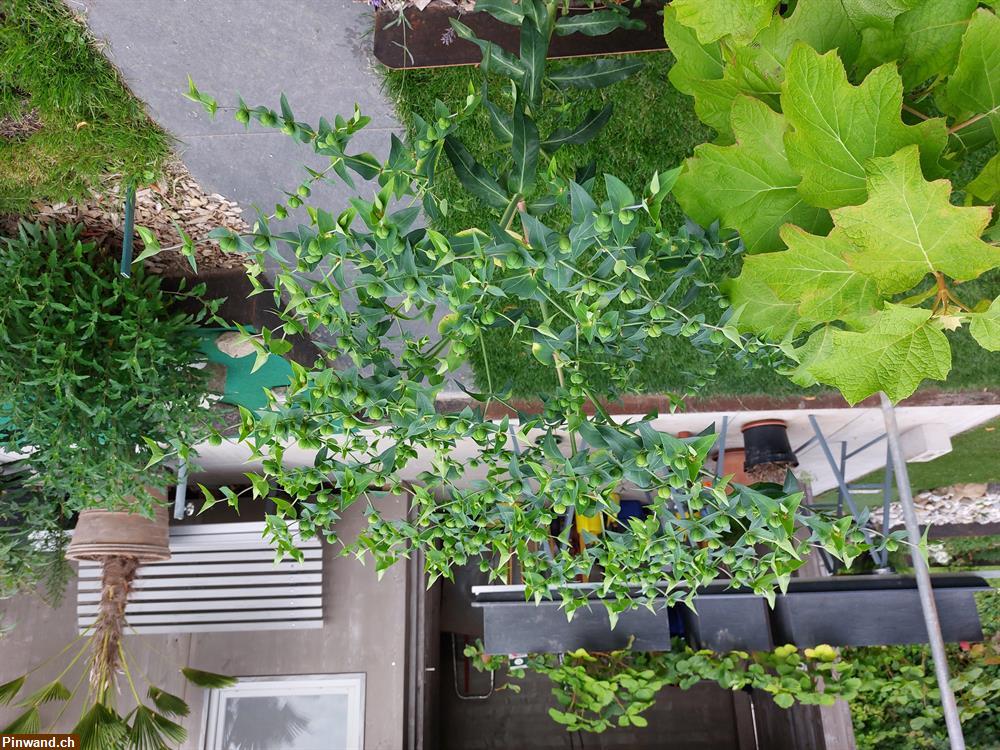 Bild 1: Kreuzblättrige Wolfsmilch (Euphorbia lathyris) 5 Stk.