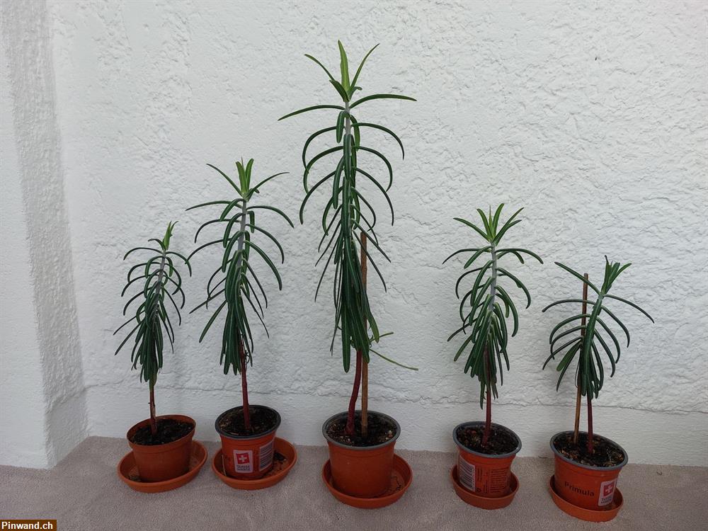 Bild 2: Kreuzblättrige Wolfsmilch (Euphorbia lathyris) 5 Stk.