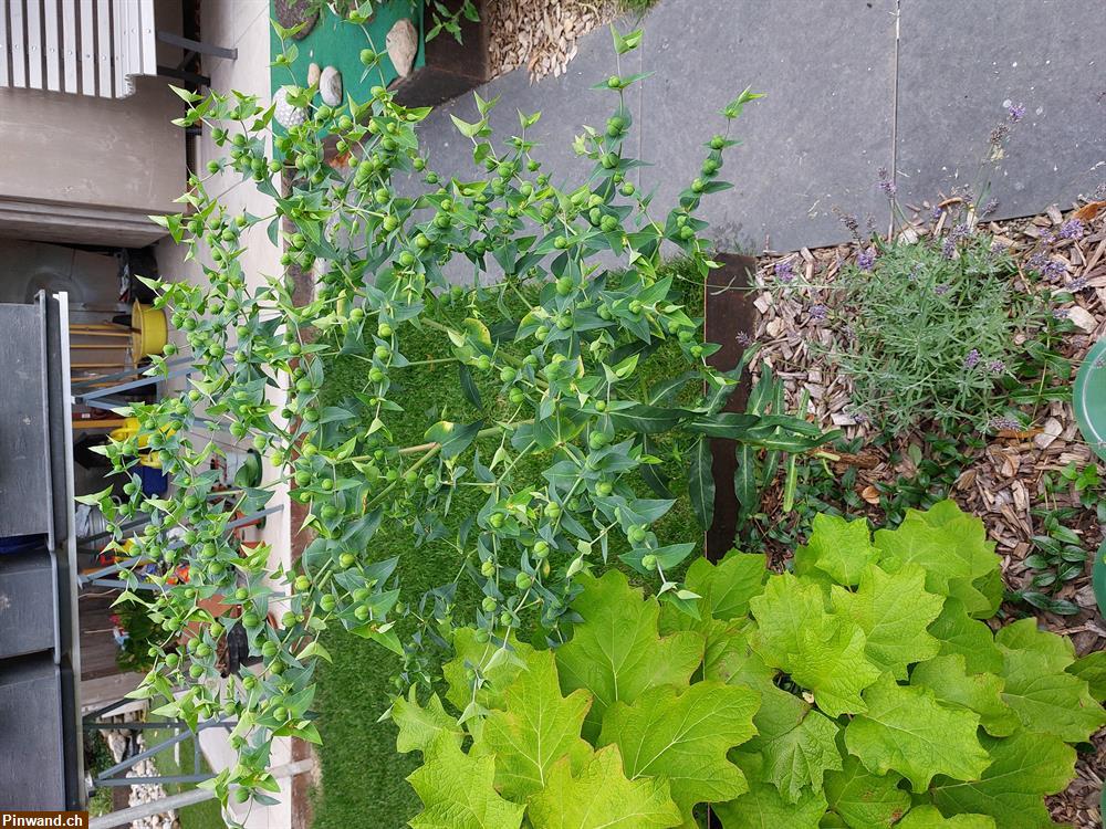 Bild 3: Kreuzblättrige Wolfsmilch (Euphorbia lathyris) 5 Stk.