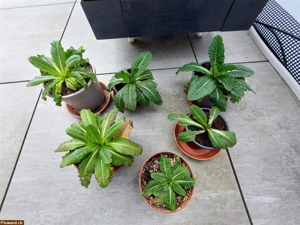 Bild 1: Wilde Karde Dipsacus fullonum 5-6 Stk.