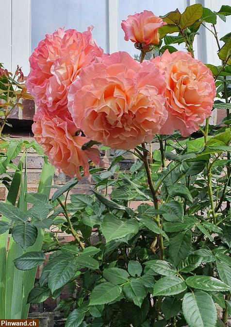 Bild 1: Rose Augusta Luise im Topf zu verkaufen