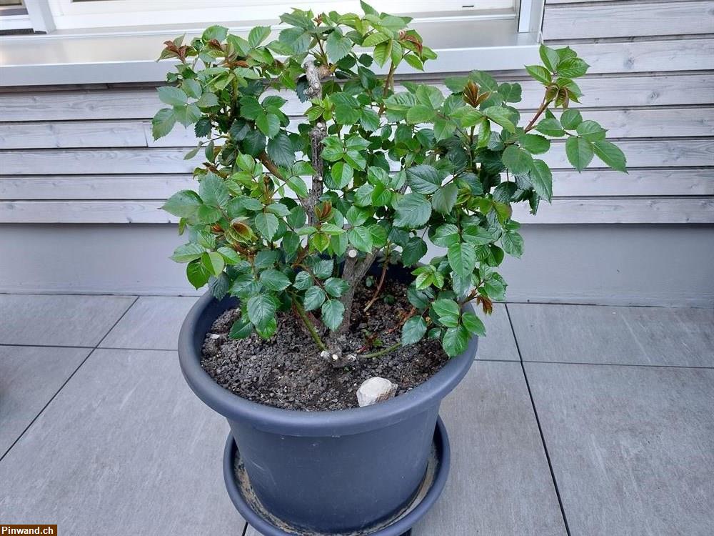 Bild 4: Rose Augusta Luise im Topf zu verkaufen