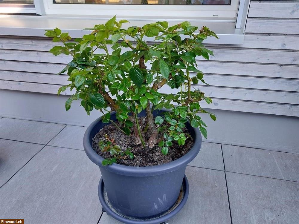 Bild 5: Rose Augusta Luise im Topf zu verkaufen