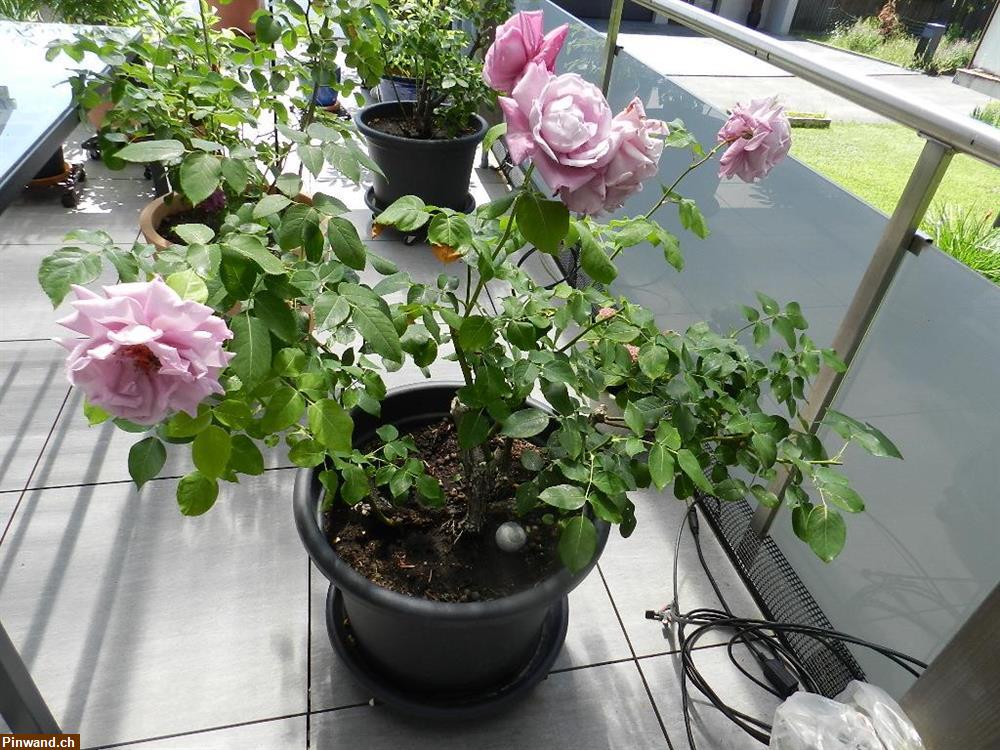 Bild 1: Rose Charles de Gaulle im Topf zu verkaufen