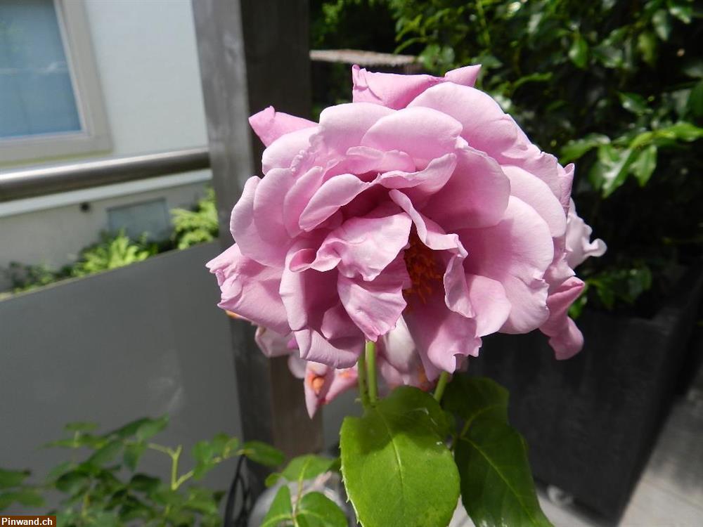 Bild 2: Rose Charles de Gaulle im Topf zu verkaufen