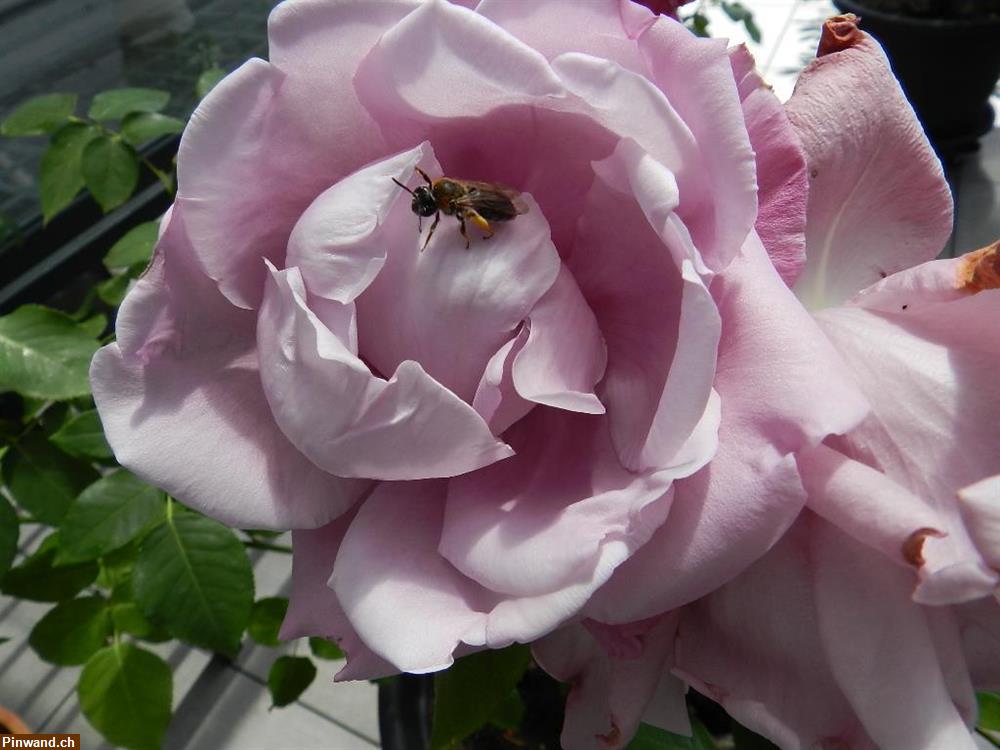 Bild 3: Rose Charles de Gaulle im Topf zu verkaufen