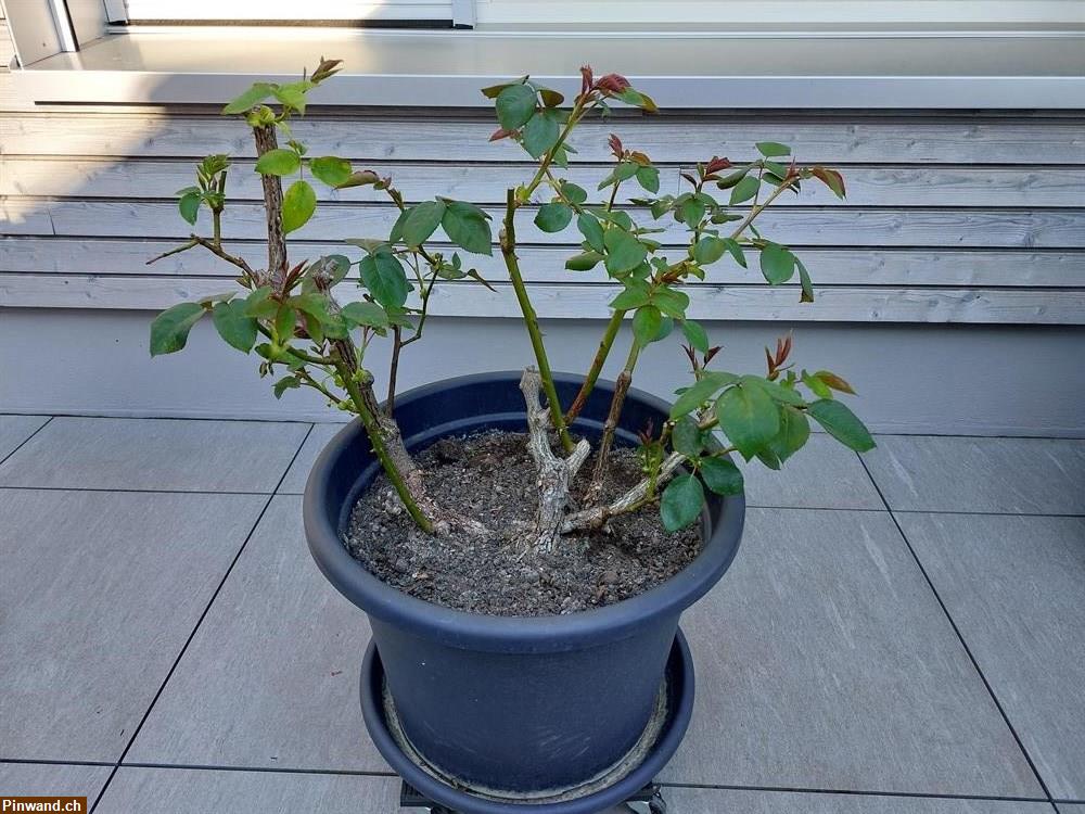 Bild 4: Rose Charles de Gaulle im Topf zu verkaufen