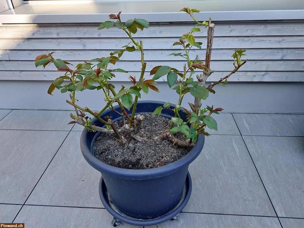 Bild 5: Rose Charles de Gaulle im Topf zu verkaufen