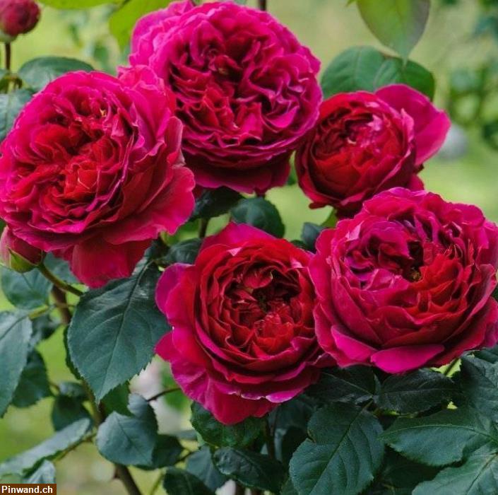 Bild 1: Rose Fishermans Friend im Topf zu verkaufen