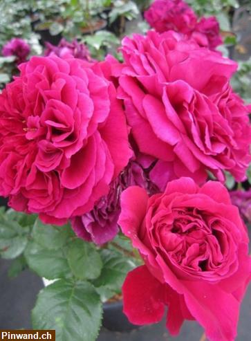 Bild 2: Rose Fishermans Friend im Topf zu verkaufen