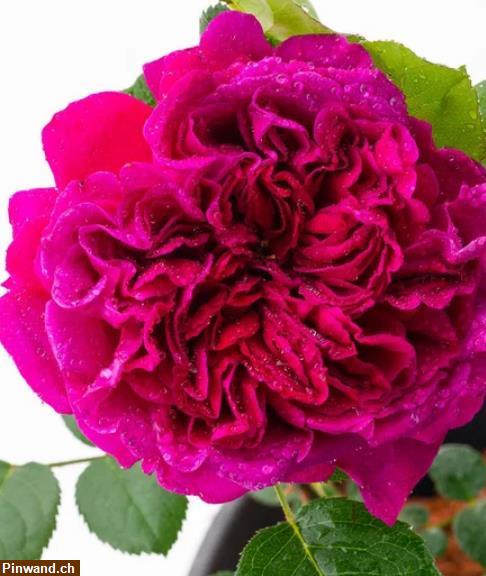 Bild 3: Rose Fishermans Friend im Topf zu verkaufen