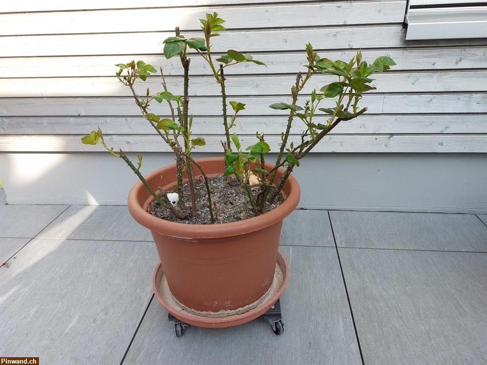 Bild 4: Rose Fishermans Friend im Topf zu verkaufen