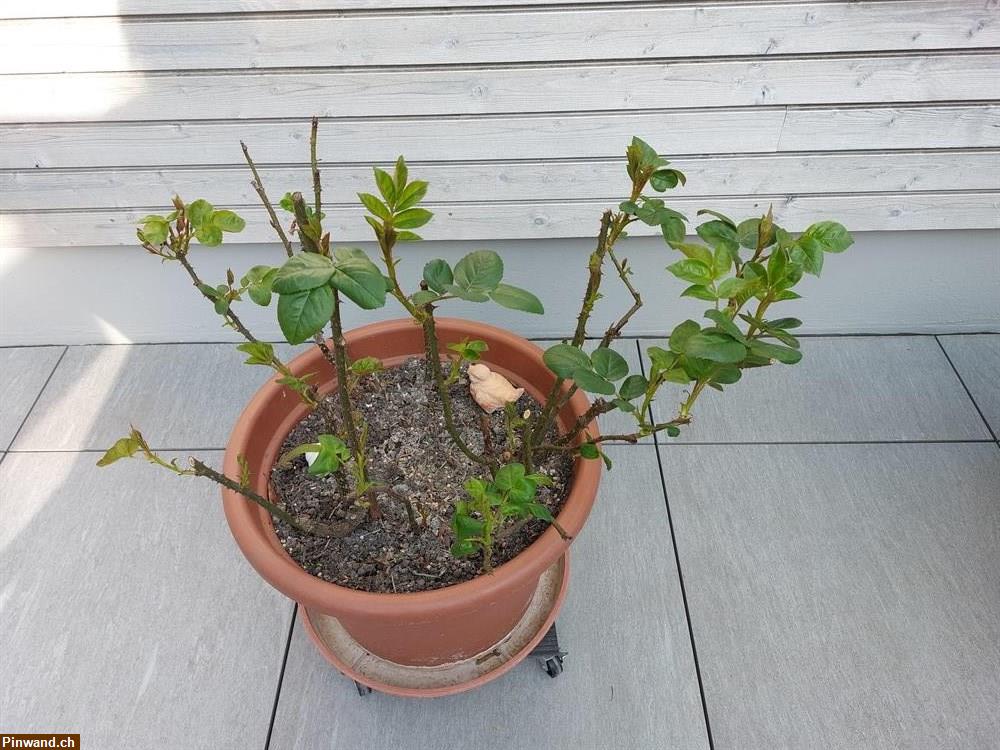 Bild 5: Rose Fishermans Friend im Topf zu verkaufen