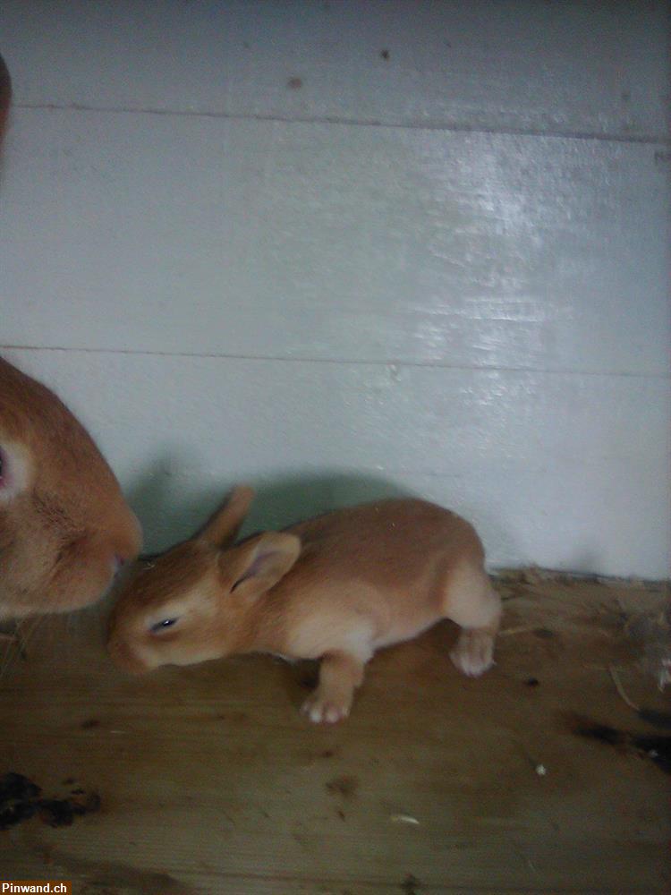 Bild 1: Verkauf: Ab 28.04.26 junge Rassenreine Burgunderkaninchen