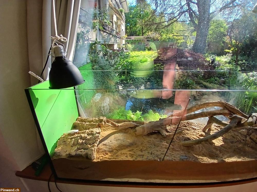 Bild 2: Gratis abzugeben ein grosses Terrarium