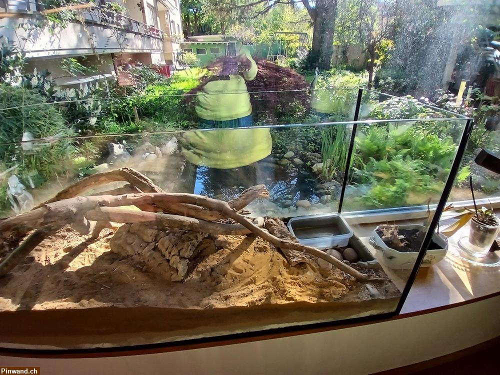 Bild 3: Gratis abzugeben ein grosses Terrarium