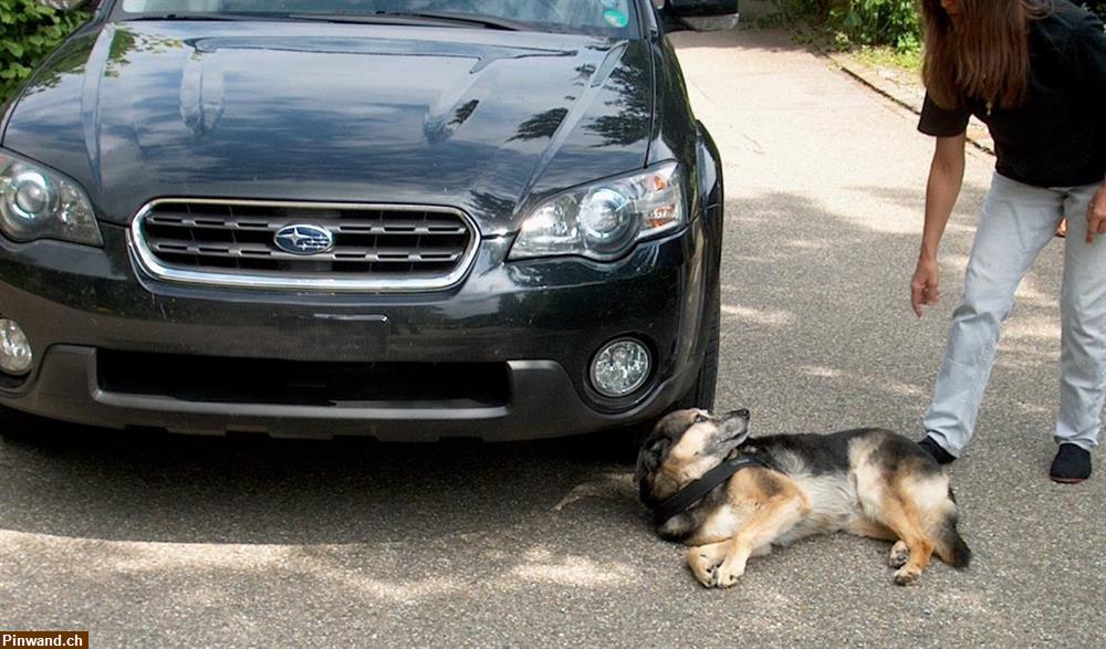 Bild 1: Erste Hilfekurs für Hunde