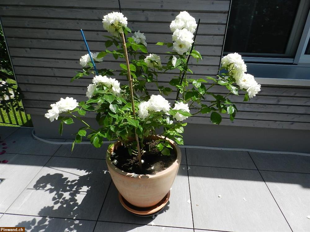 Bild 1: Rose Alabaster Nostalgierose Edelrose Tantau zu verkaufen